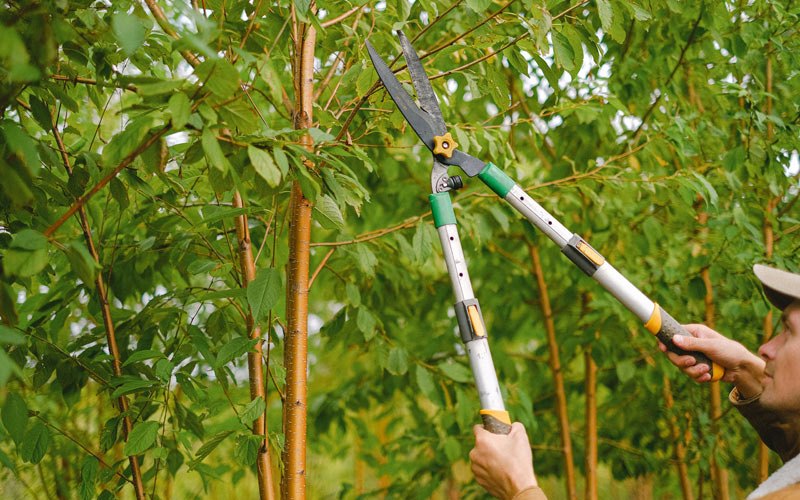 Tree trimming in Chillicothe, IA